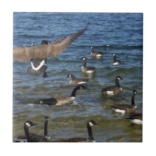 Erste Gänse zum Fliegen, Gänse am Arrowhad-See Fliese (Vorderseite)