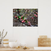 Erste rosa Buds Poster (Küche)