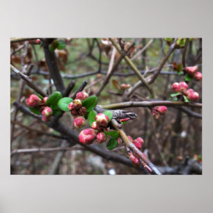 Erste rosa Buds Poster