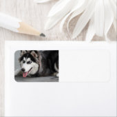 erste sibirische Huselleage (Insitu)