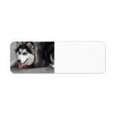 erste sibirische Huselleage (Vorne)