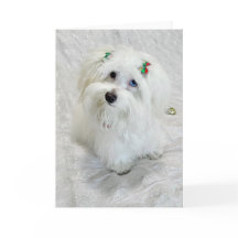 Erste Weihnachtsfeier