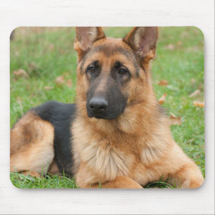 Erstelle Dein eigenes Haustier-Foto als individuel Mousepad