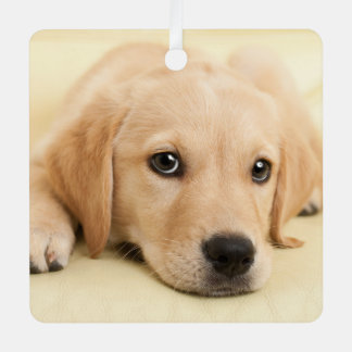 Erstelle Dein eigenes Haustier-Foto als individuel Ornament Aus Metall