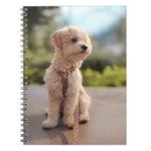 Erstelle Dein Eigenes Haustier-Foto Individuelles 