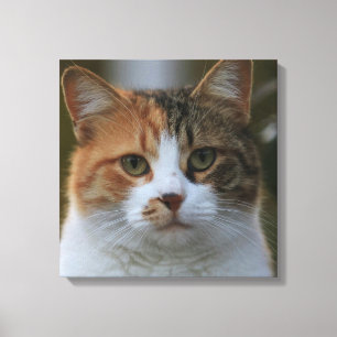 Erstelle Dein eigenes Katzenfoto nach Maß Leinwanddruck