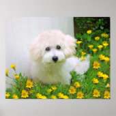 Erstellen eines Posterdrucks Poster (Vorne)