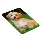 Erstellen Sie Ihr eigenes Foto für den Haustier Magnet (Rechte Seite)