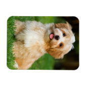 Erstellen Sie Ihr eigenes Foto für den Haustier Magnet (Horizontal)