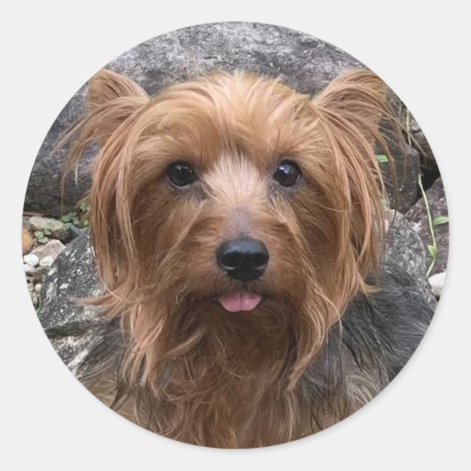 Erstellen Sie Ihr eigenes Foto für den Haustier Runder Aufkleber (Vorderseite)