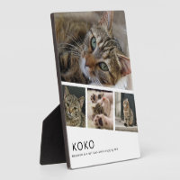 Erstellen Sie Ihr eigenes Katzenfoto