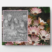 Erstellen Sie Ihr eigenes rosa African Daisy Blume Fotoplatte (Vorderseite)