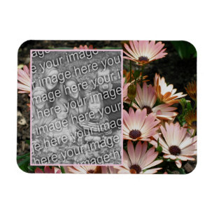 Erstellen Sie Ihr eigenes rosa African Daisy Blume Magnet