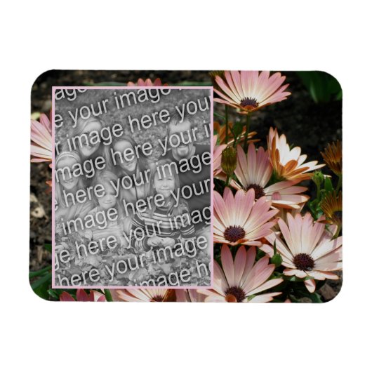 Erstellen Sie Ihr eigenes rosa African Daisy Blume Magnet (Horizontal)