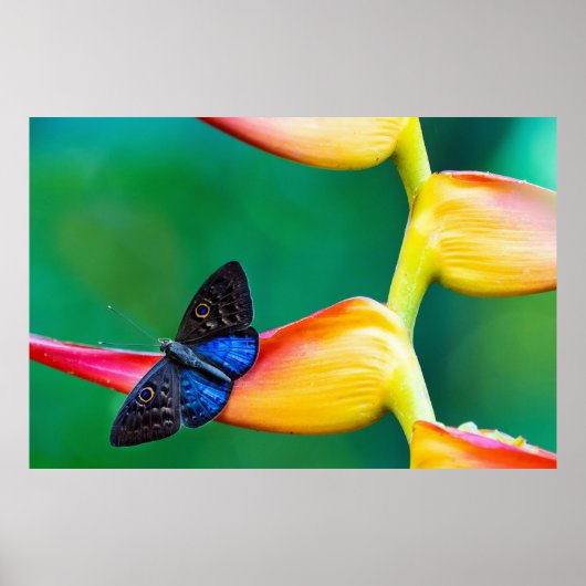 Erstellen Sie Ihre eigene Personalisierte, benutze Poster (Vorne)