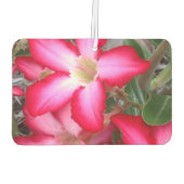 Erstellen Sie Ihre eigenen Lufterfrischer (Rückseite)