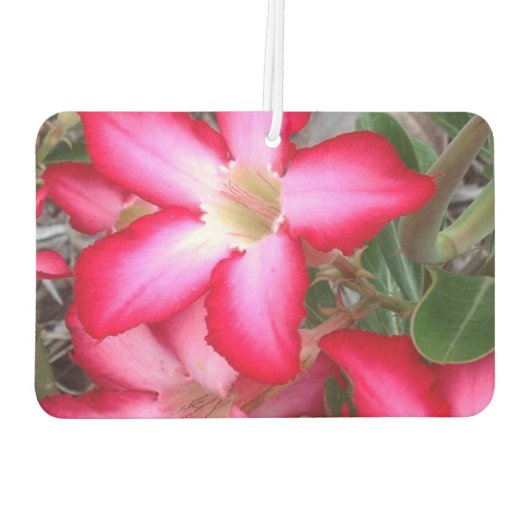 Erstellen Sie Ihre eigenen Lufterfrischer (Rückseite)