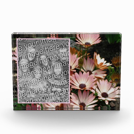 Erstellen Sie Ihre eigenen rosa afrikanischen Dais Fotoblock (Vorderseite)