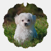 Erstellen Sie Ihre eigenen zweiseitigen Hunde-Foto Ornament Karte (Vorderseite)