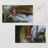 Erster Anblick/knospenLotus Visitenkarte (Vorne/Hinten)