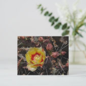 Erster Blossom Postkarte (Stehend Vorderseite)