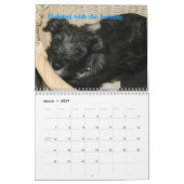 Erster der Standardschnauzer-Kalender 2009 des Kalender (Mär 2027)