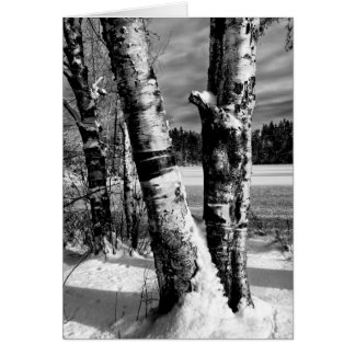Erster Schnee 2007