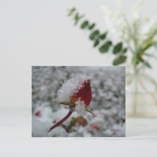 erster Schnee Postkarte (Stehend Vorderseite)