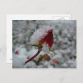 erster Schnee Postkarte (Vorne/Hinten)