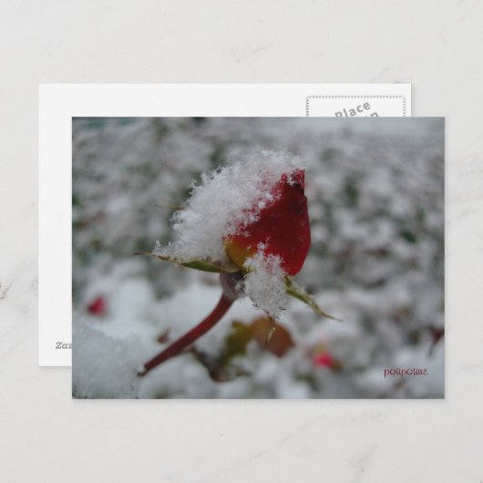 erster Schnee Postkarte (Vorne/Hinten)