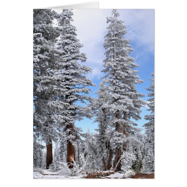 Erster Schneefall (Vorne)