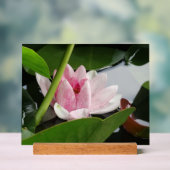 Erwachen Fotografie Poster (Neutral)