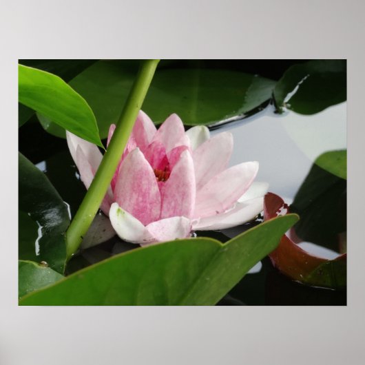 Erwachen von Fotografie Poster (Vorne)