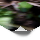 Erwachender junger Farn im Garten  Poster (Ecke)