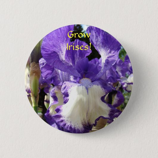 Erwachsen Sie Ire! Schaltfläche Lila Iris-Blume Button (Vorderseite)