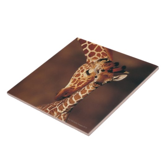 Erwachsene Giraffe mit Kalb (Giraffa Fliese (Seite)