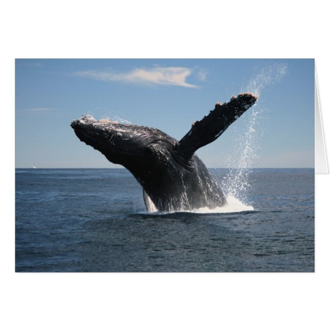 Erwachsene Humpback Whale Breaching (Vorderseite (Horizontal))