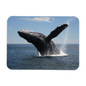 Erwachsene Humpback Whale Breaching Magnet (Horizontal)