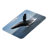 Erwachsene Humpback Whale Breaching Magnet (Linke Seite)