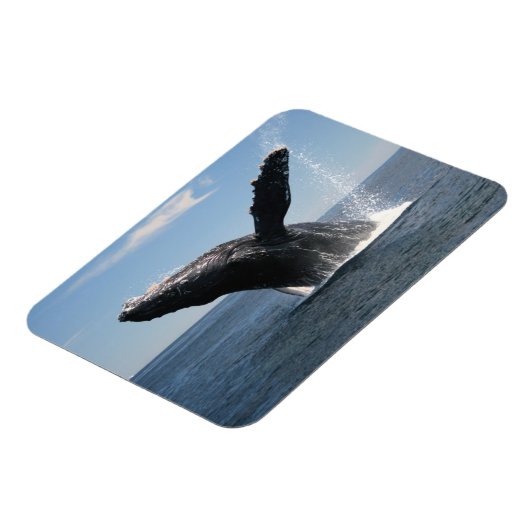 Erwachsene Humpback Whale Breaching Magnet (Linke Seite)