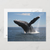 Erwachsene Humpback Whale Breaching Postkarte (Vorne/Hinten)