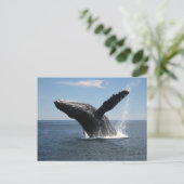 Erwachsene Humpback Whale Breaching Postkarte (Stehend Vorderseite)