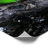 Erwachsene Kanarienvögel sind kleine Vögel, etwa 1 Poster (Ecke)