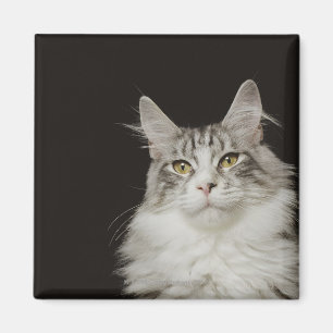 Erwachsene Maine-Waschbär-Katze Magnet