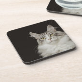 Erwachsene Maine-Waschbär-Katze Untersetzer (Linke Seite)