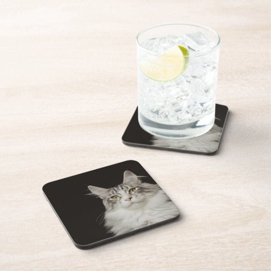 Erwachsene Maine-Waschbär-Katze Untersetzer (Rechte Seite)