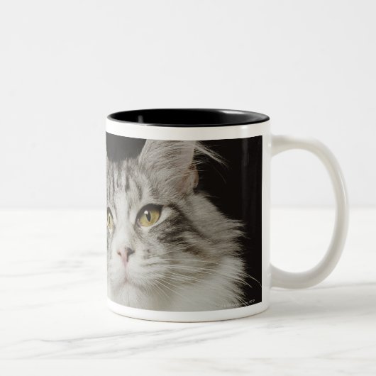 Erwachsene Maine-Waschbär-Katze Zweifarbige Tasse (Rechts)