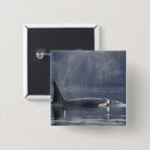 Erwachsene Orca Whale Orcinus Orca), Puget Button (Vorne & Hinten)
