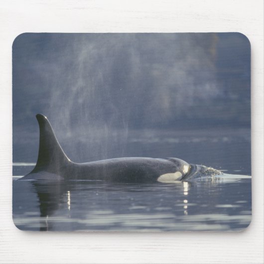 Erwachsene Orca Whale Orcinus Orca), Puget Mousepad (Vorne)