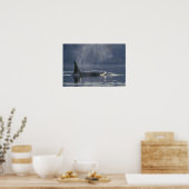 Erwachsene Orca Whale Orcinus Orca), Puget Poster (Küche)